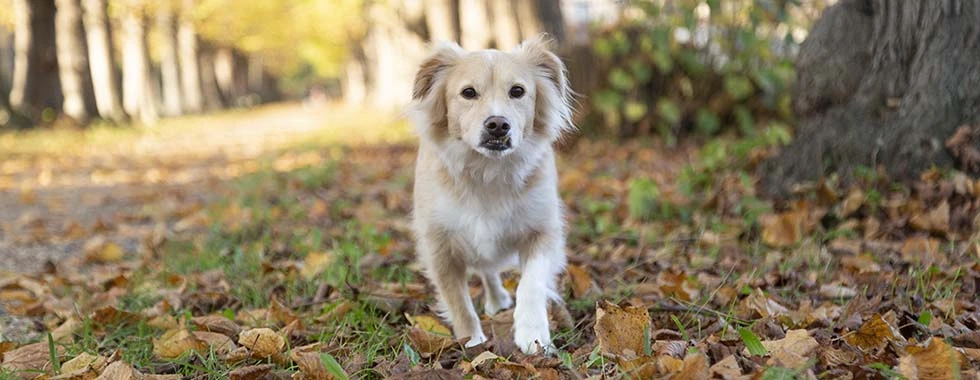 headshot photo of a man
